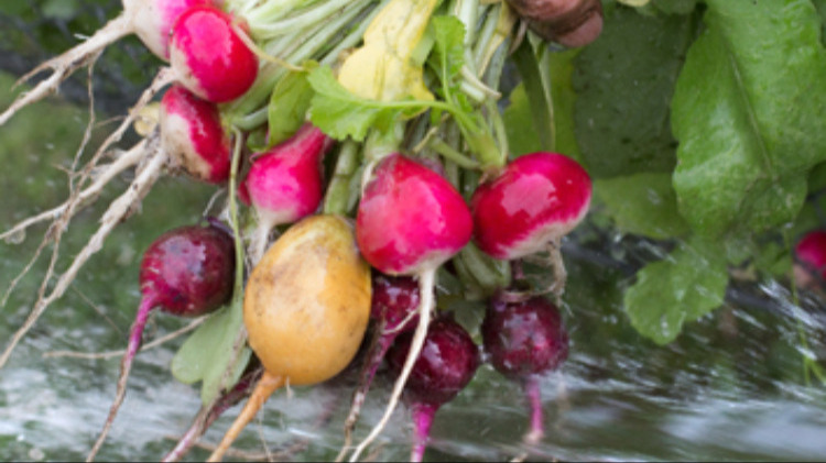 légumes du jardin